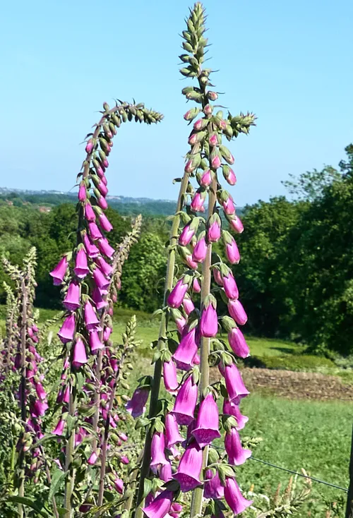 This landscape photograph captures the crooked spires of foxglove flowers reaching upward in an open countryside setting during a late afternoon in early summer. The image focuses on clusters of foxglove plants with their distinctive tubular, purple-pink flowers, which stand out against a backdrop of green fields and trees. The clear blue sky and bright lighting, typical of summer afternoons, highlight the vivid colors and details of the flowers and plants. The foxglove flowers dominate the scene, forming a striking natural display as they grow vertically, contributing to the rural character of the photograph.